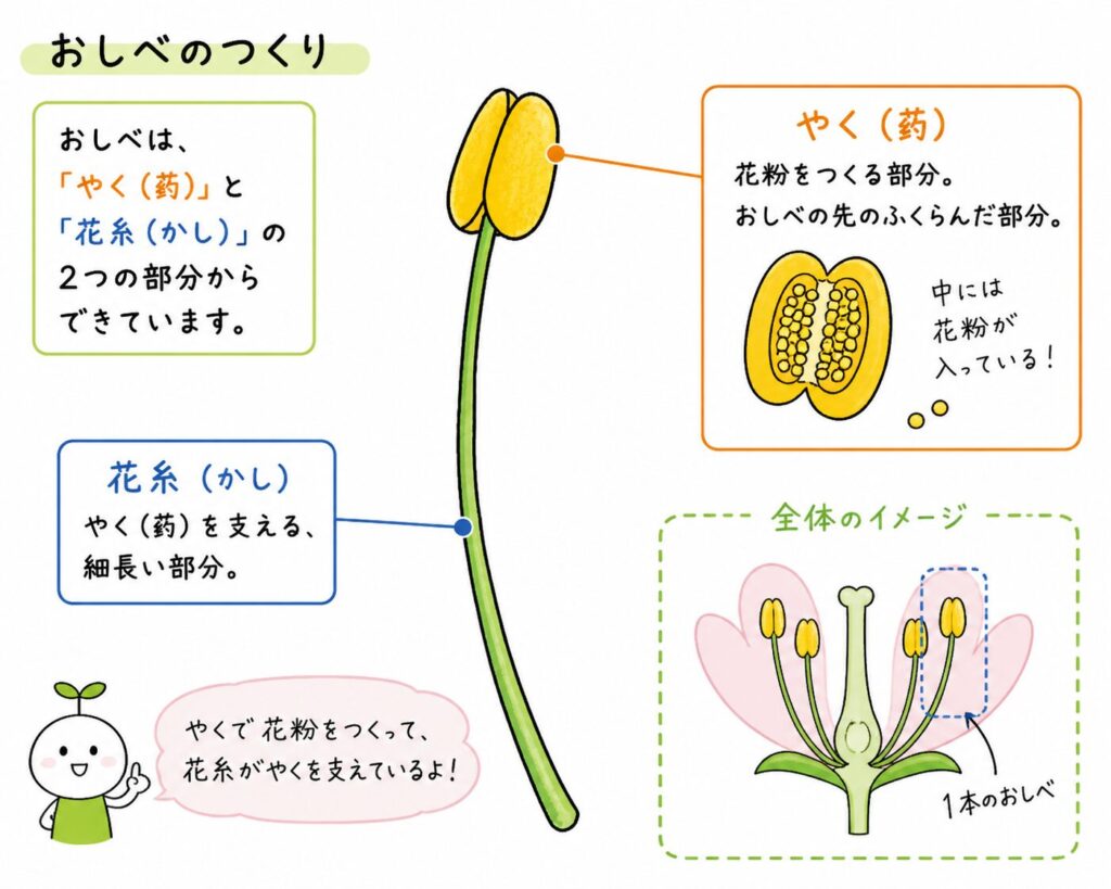 おしべの構造を示した図(やくと花糸の違いと花粉ができる場所)