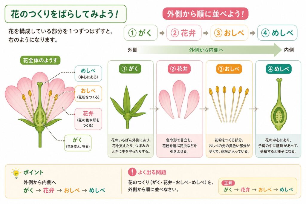 花のつくりを分解した図(がく・花弁・おしべ・めしべを外側から内側に並べた構造)
