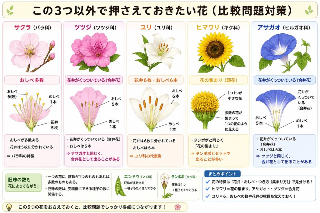 サクラ・ツツジ・ユリ・ヒマワリ・アサガオの花の特徴を比較した図(花弁の枚数・おしべの数・花の集まり・合弁花の違い)