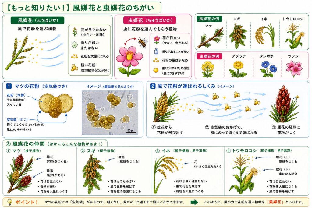 風媒花と虫媒花の違いを比較しながら、マツの花粉の空気袋や、風で花粉を運ぶ植物の特徴を図解でまとめた補足教材