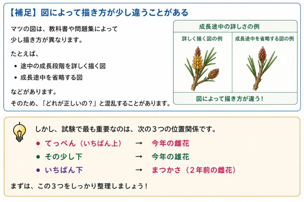 マツの図は教科書や問題集によって描き方が異なることがあるが、「今年の雌花」「今年の雄花」「まつかさ(2年前の雌花)」の位置関係が重要であることを整理した補足図解