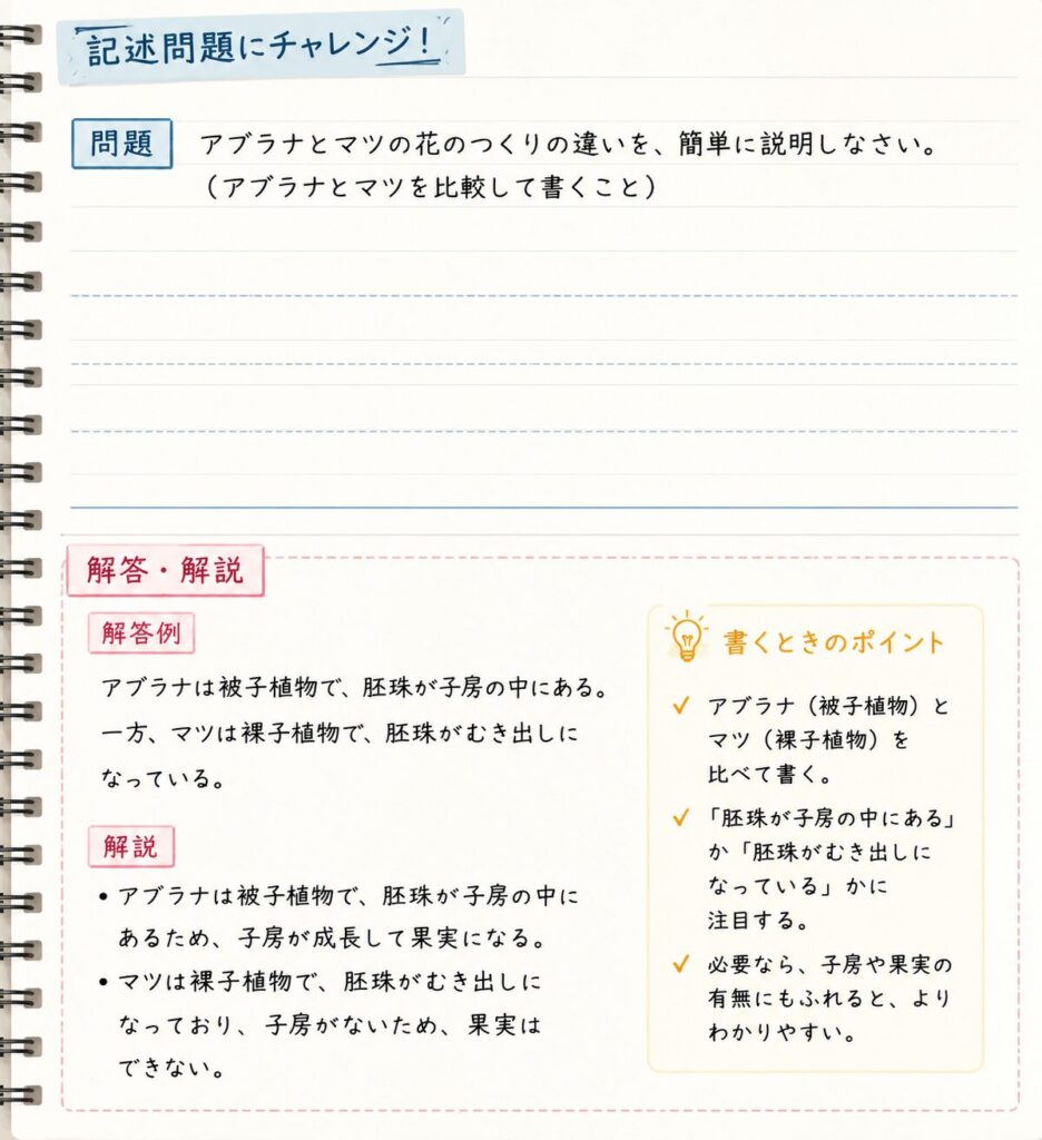 アブラナとマツの花のつくりの違いを、被子植物と裸子植物の特徴を比較しながら記述形式で整理した問題演習用ノート風図解