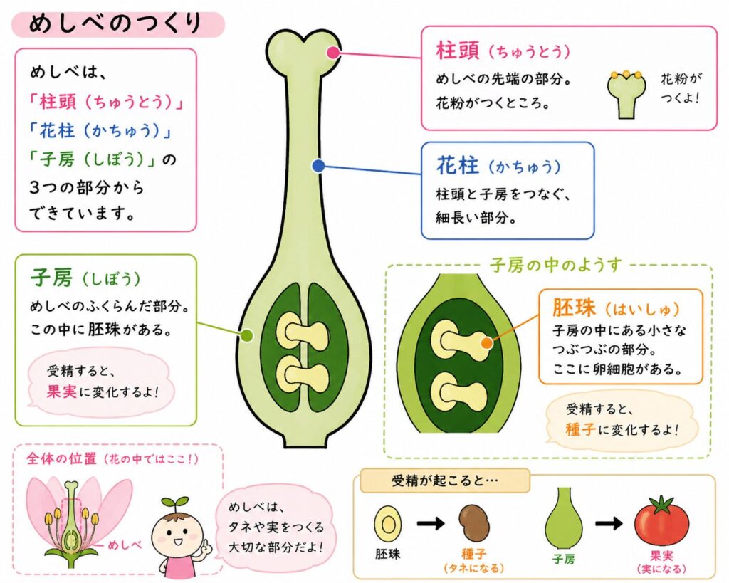 【中1理科】花のつくりを完全理解|子房・胚珠・種子の違いと受粉の流れをわかりやすく解説 – ときおぼえアカデミー|高校受験専科