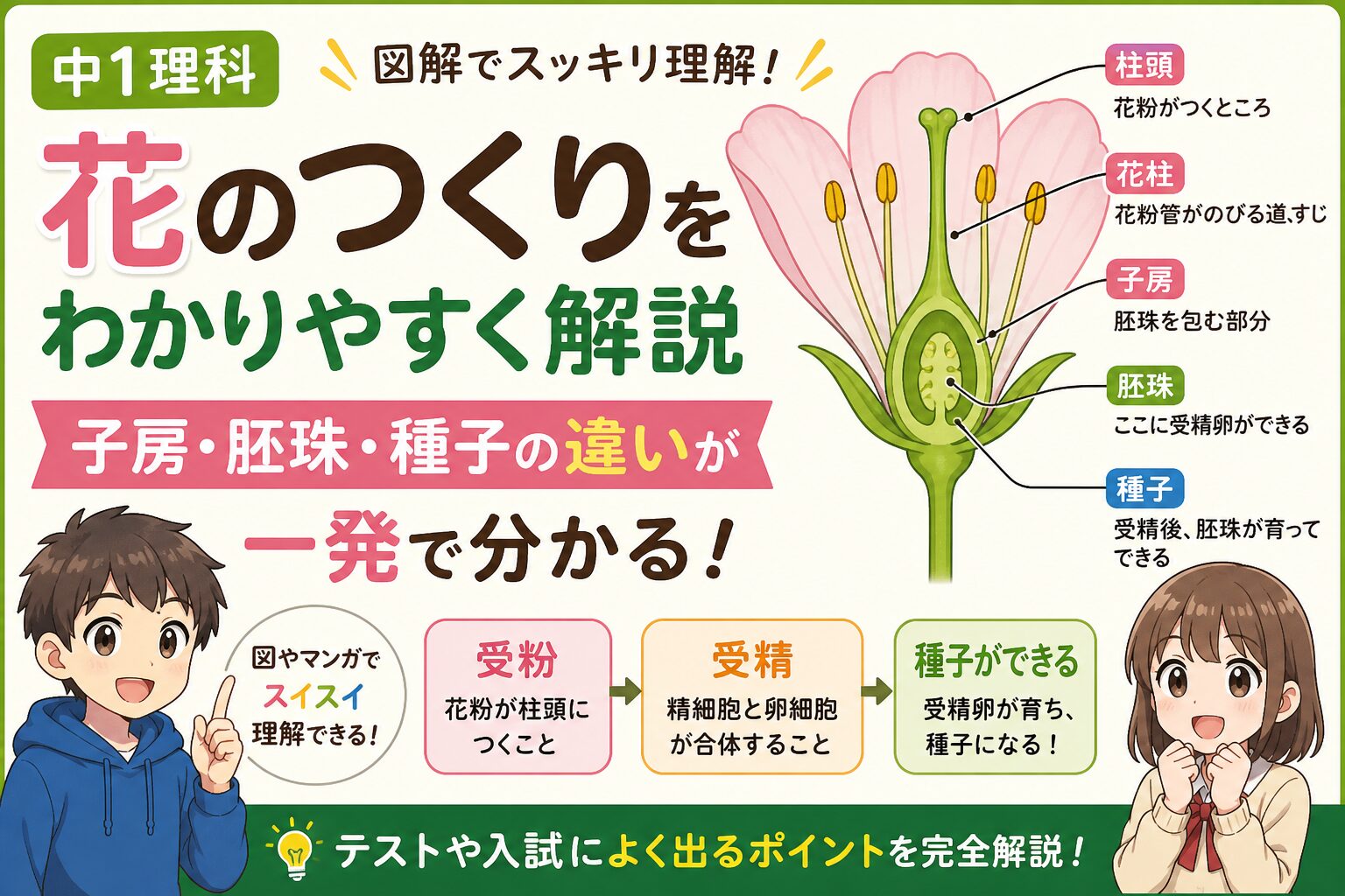 【中1理科】花のつくりを完全理解|子房・胚珠・種子の違いと受粉の流れをわかりやすく解説 – ときおぼえアカデミー|高校受験専科
